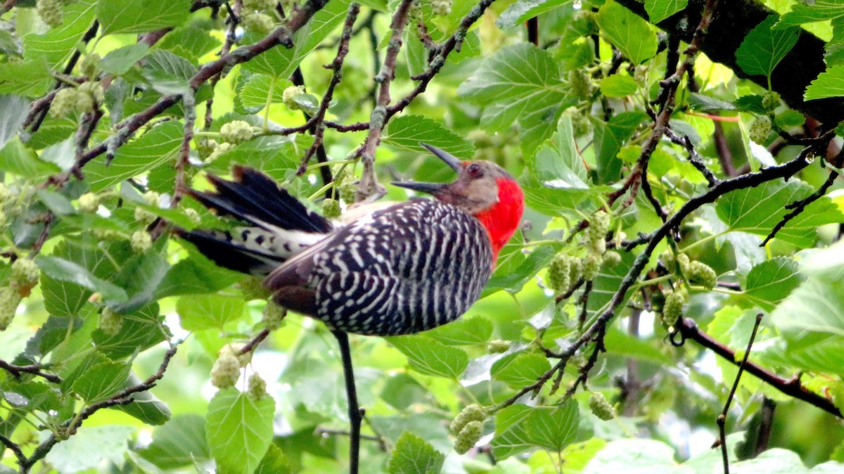 Red-bellied Woodpecker - Siu Ten Ng and Paul Kazee