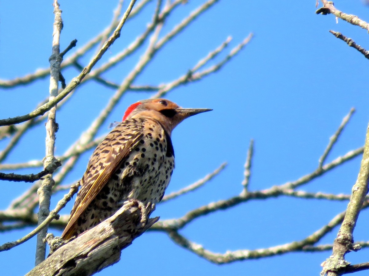 Northern Flicker - Siu Ten Ng and Paul Kazee