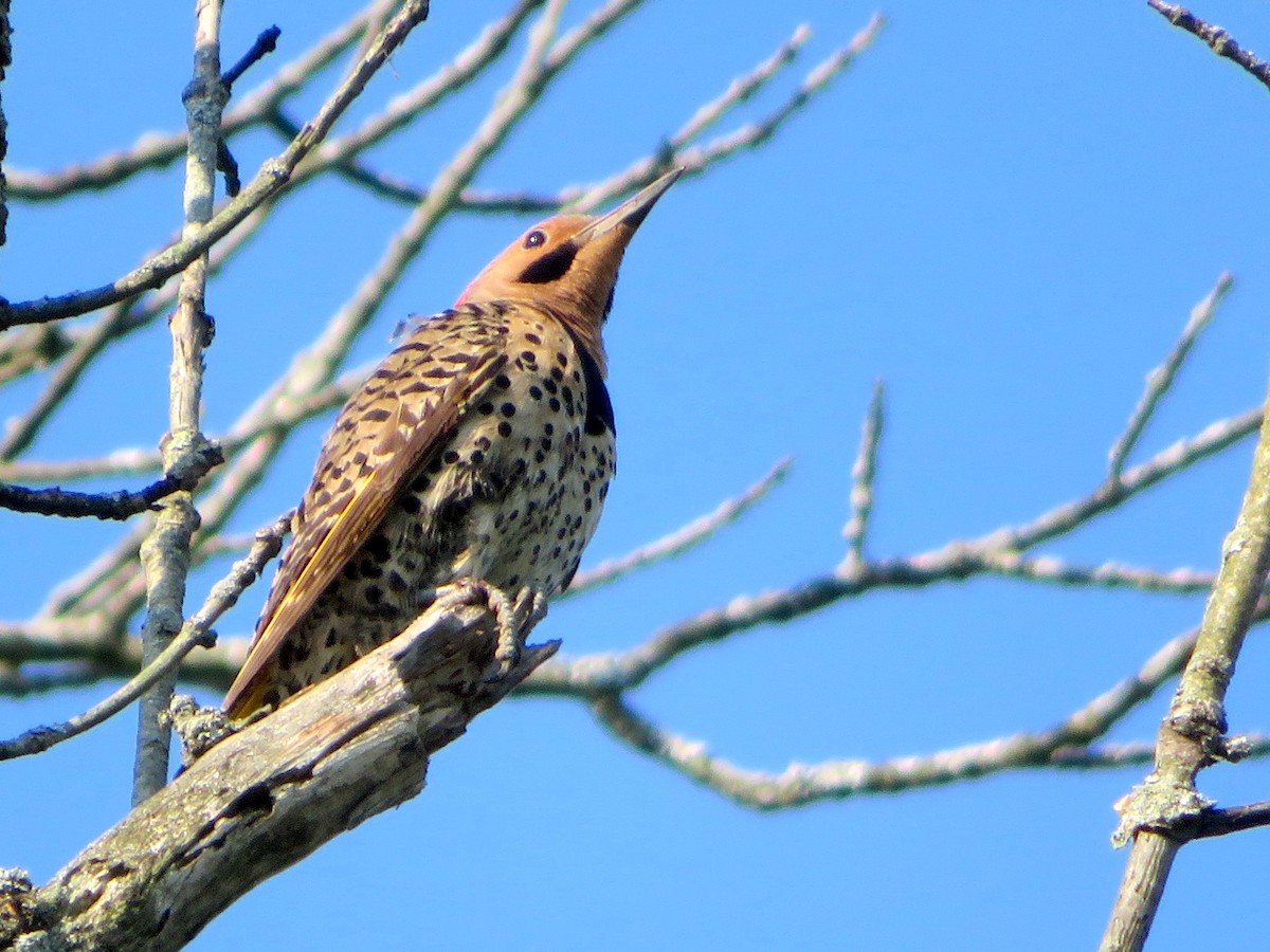 Northern Flicker - Siu Ten Ng and Paul Kazee