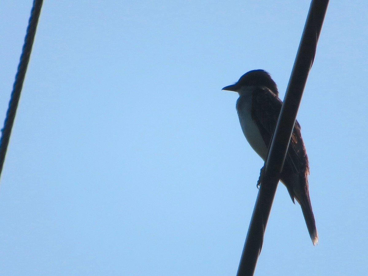 Eastern Kingbird - ML591597551