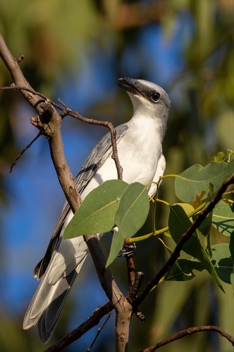 White-bellied Cuckooshrike - ML591597561