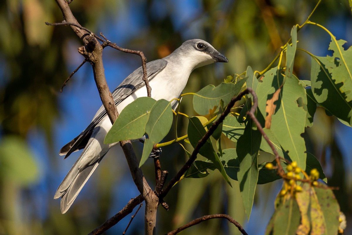 White-bellied Cuckooshrike - ML591597571