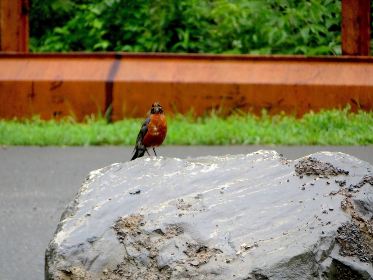 American Robin - ML591597931