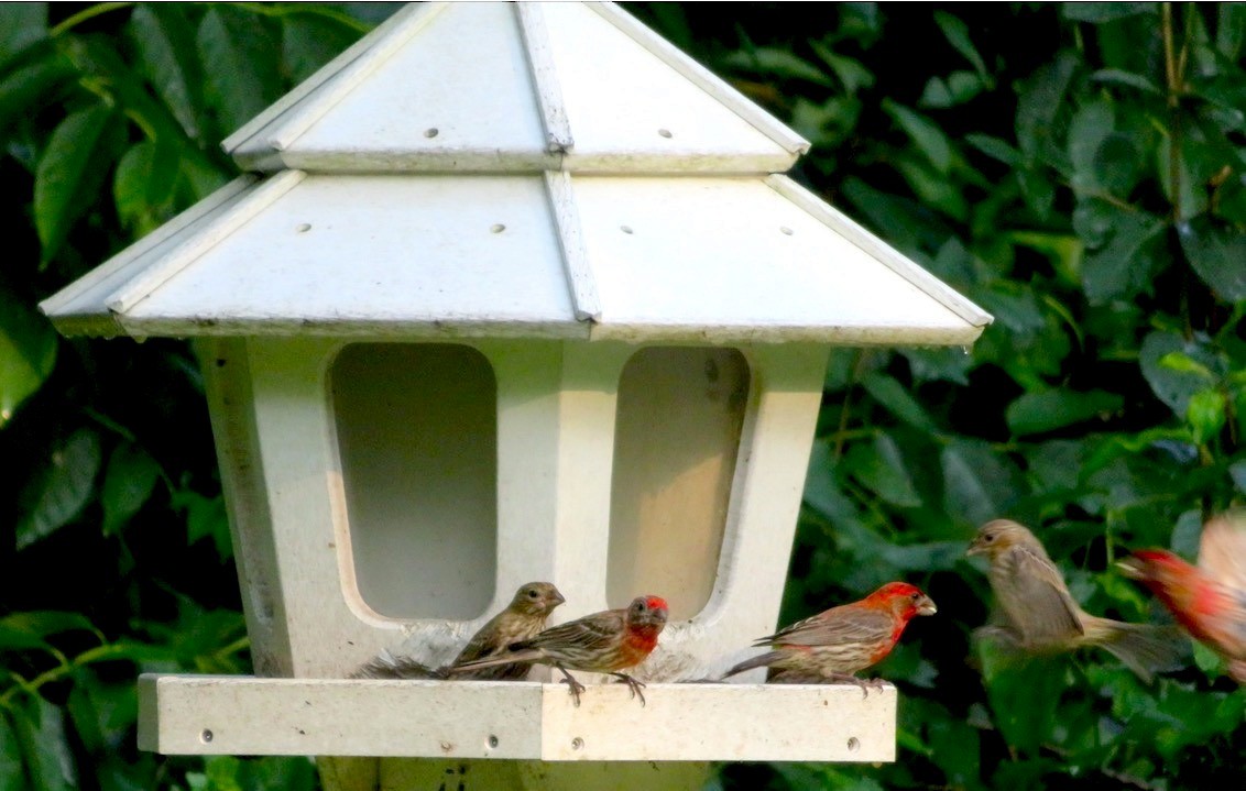 House Finch - ML591597951