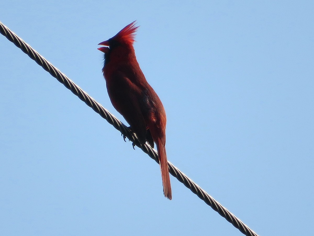 Northern Cardinal - Siu Ten Ng and Paul Kazee