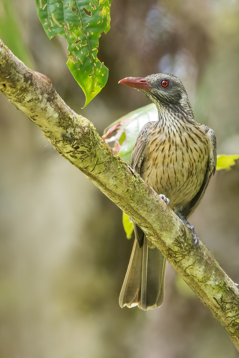 Brown Oriole - ML591598551