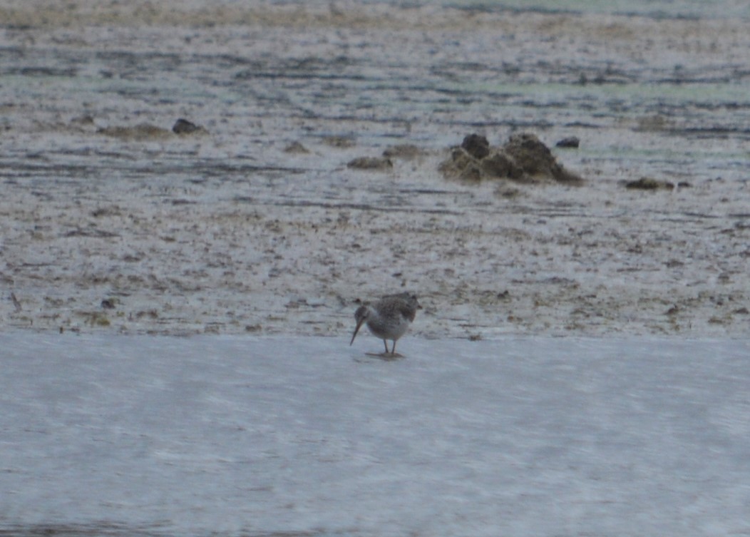 Lesser Yellowlegs - ML591598641