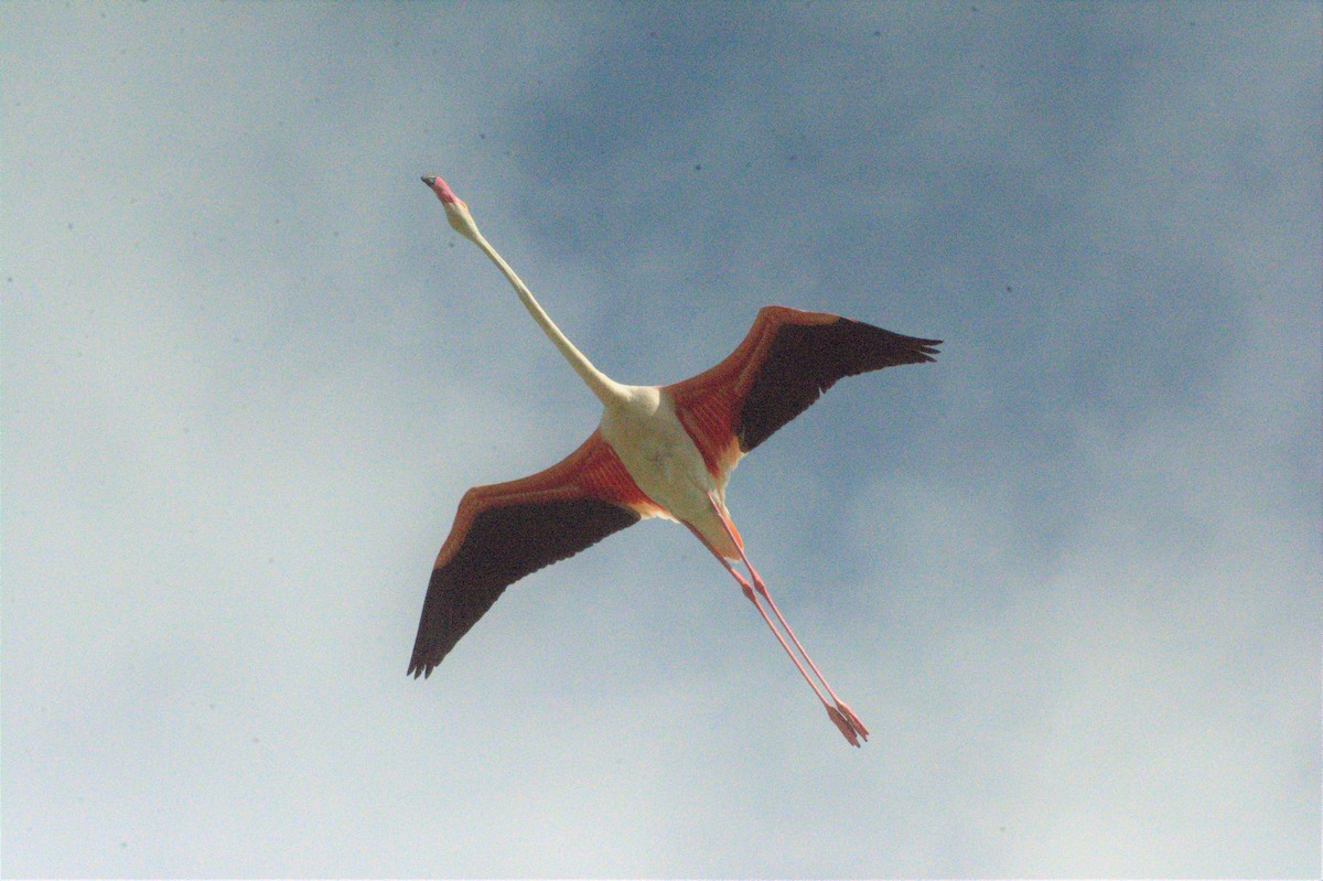 Greater Flamingo - ML591599341