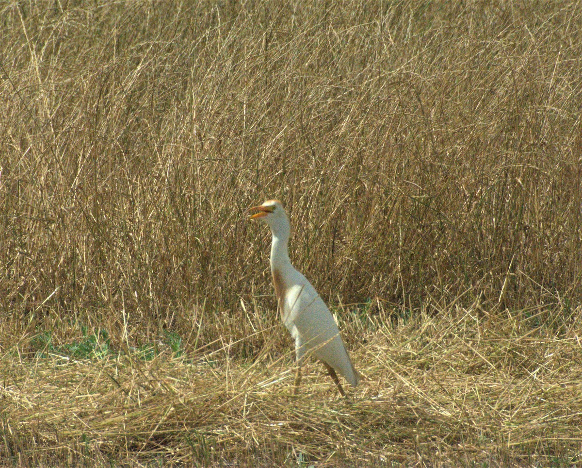 Western Cattle Egret - José Juan Ramon