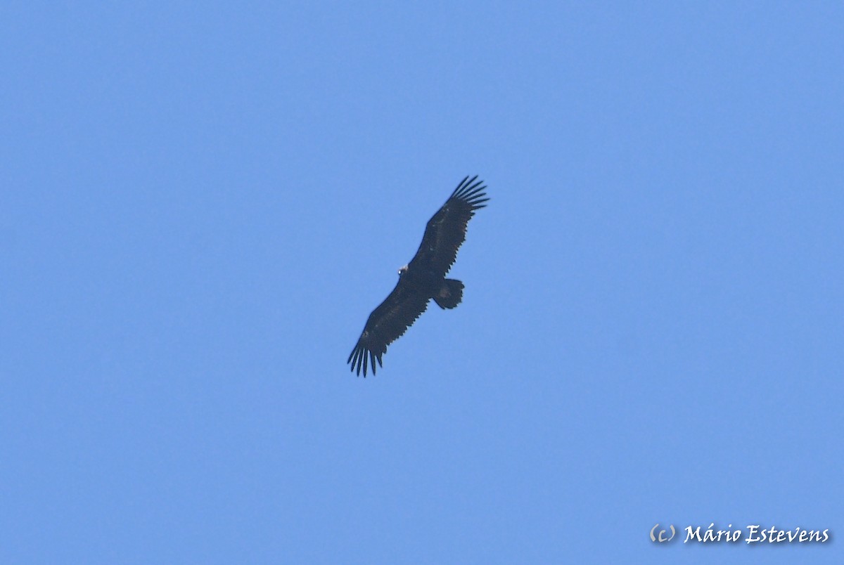 Cinereous Vulture - ML591600931