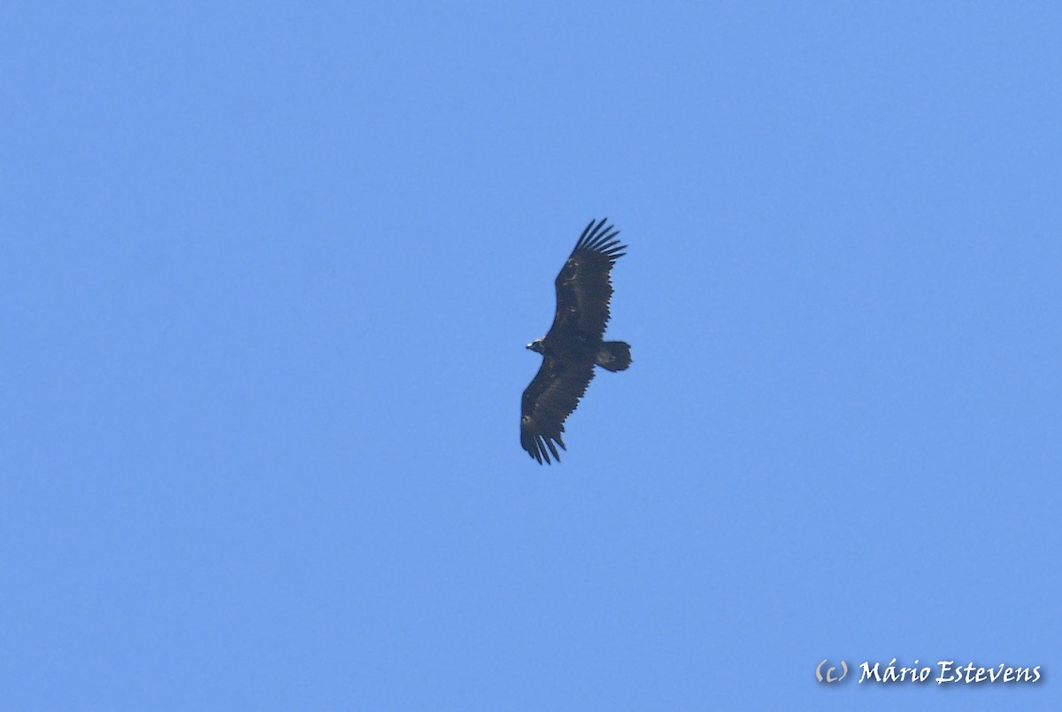 Cinereous Vulture - ML591600941