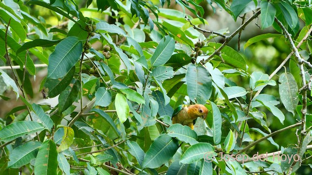 White-bellied Parrot - ML591601221