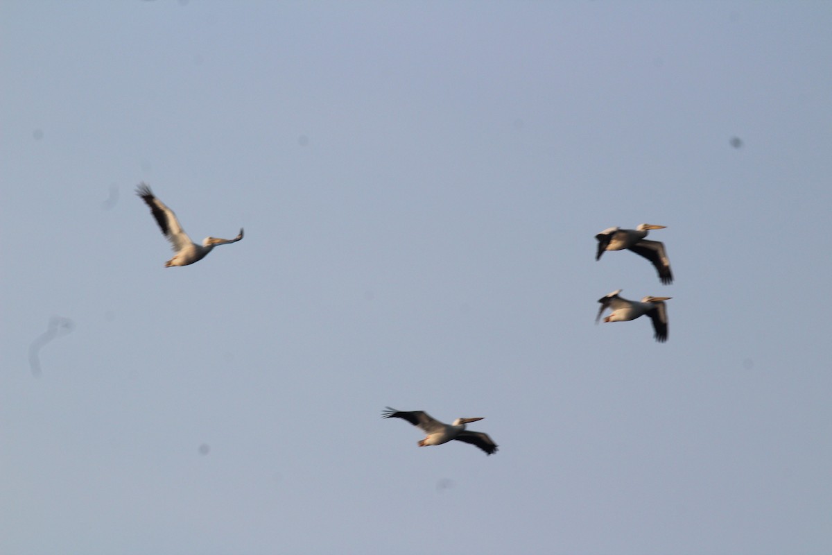 American White Pelican - ML591601661