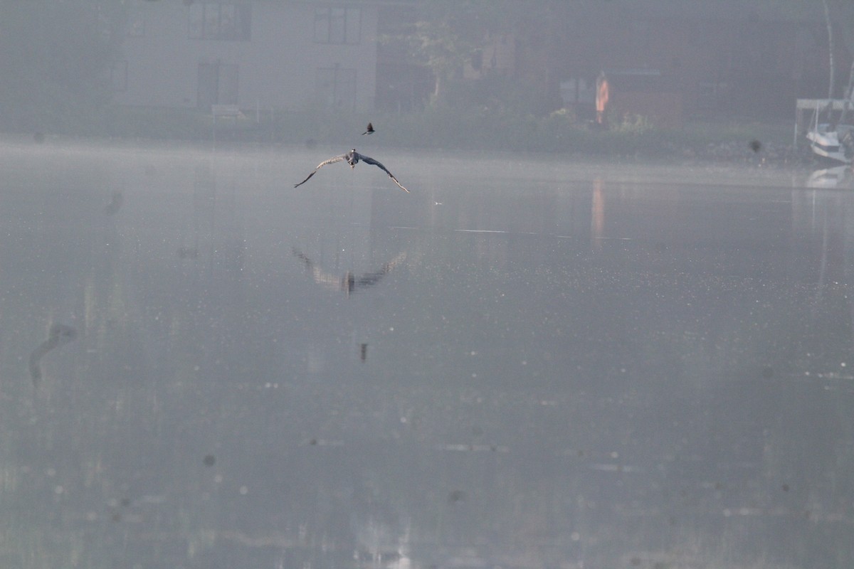 Great Blue Heron - ML591602081