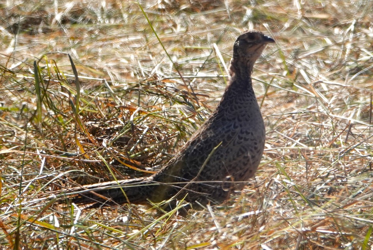 Ring-necked Pheasant - Sebastian Kühn