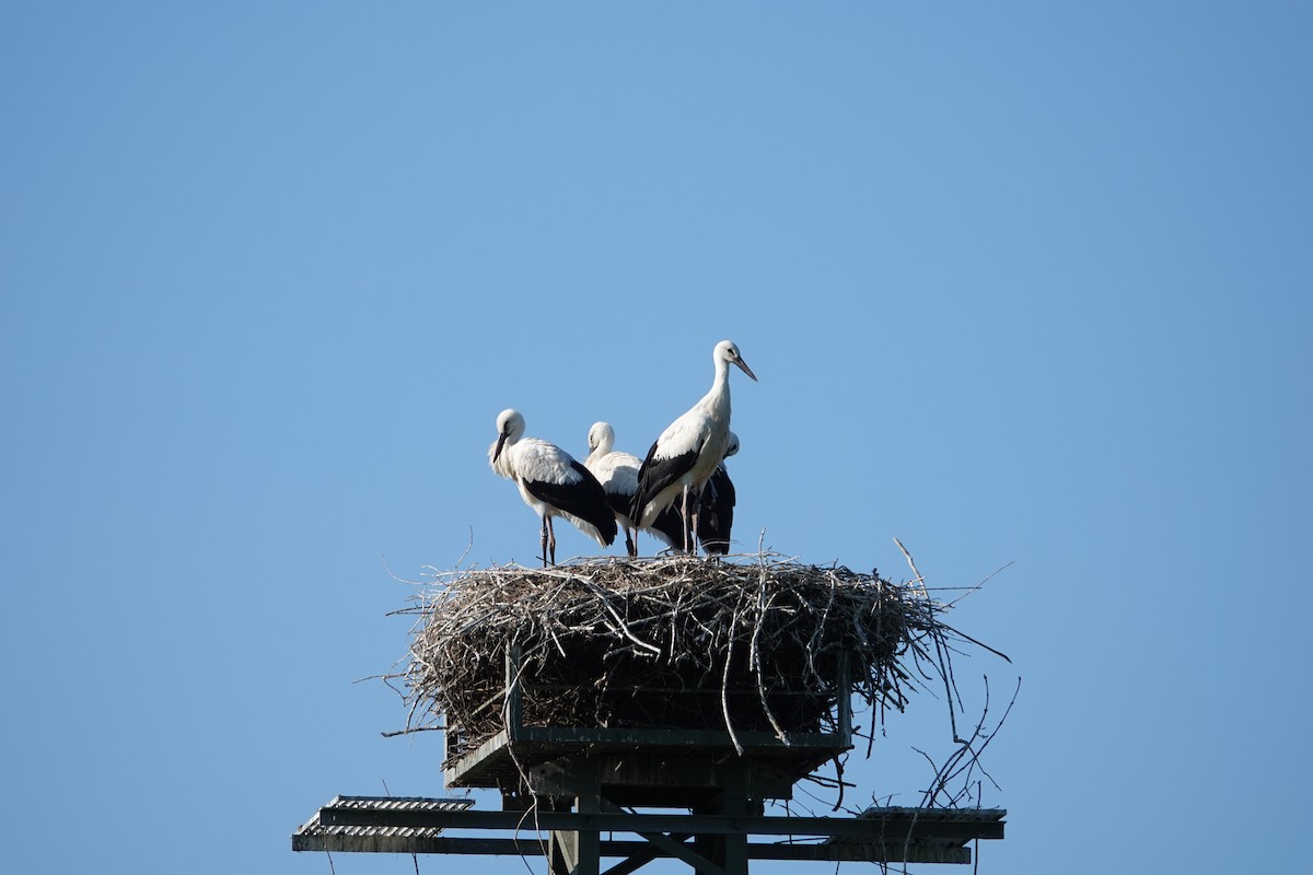 White Stork - Sebastian Kühn