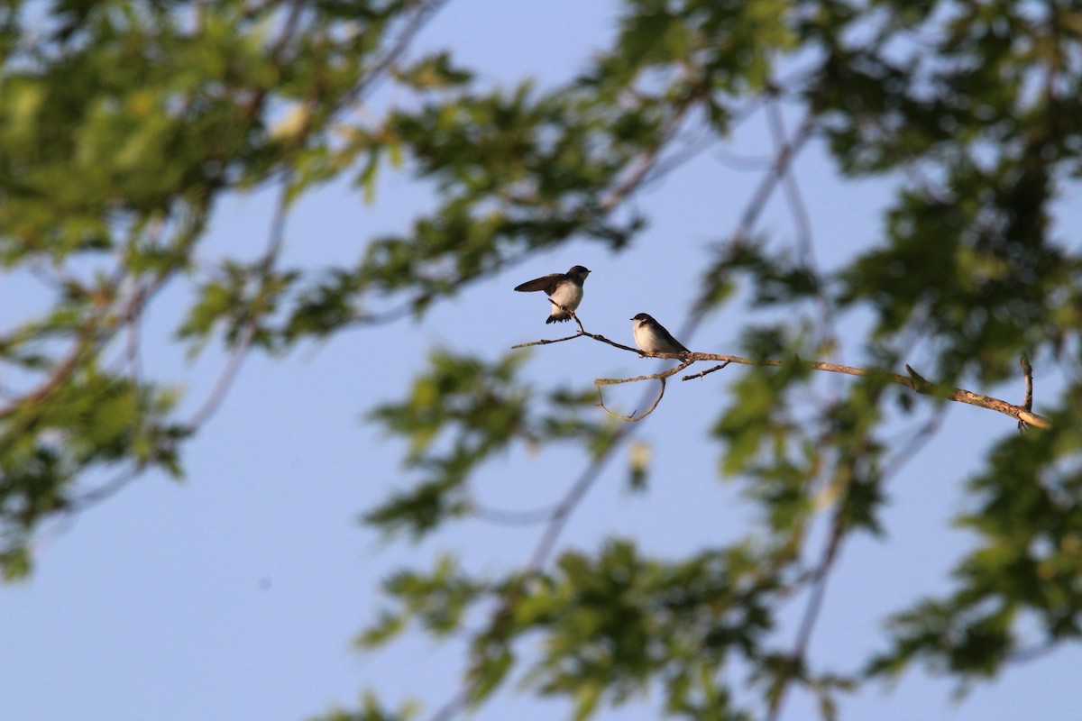 Bank Swallow - ML591603211