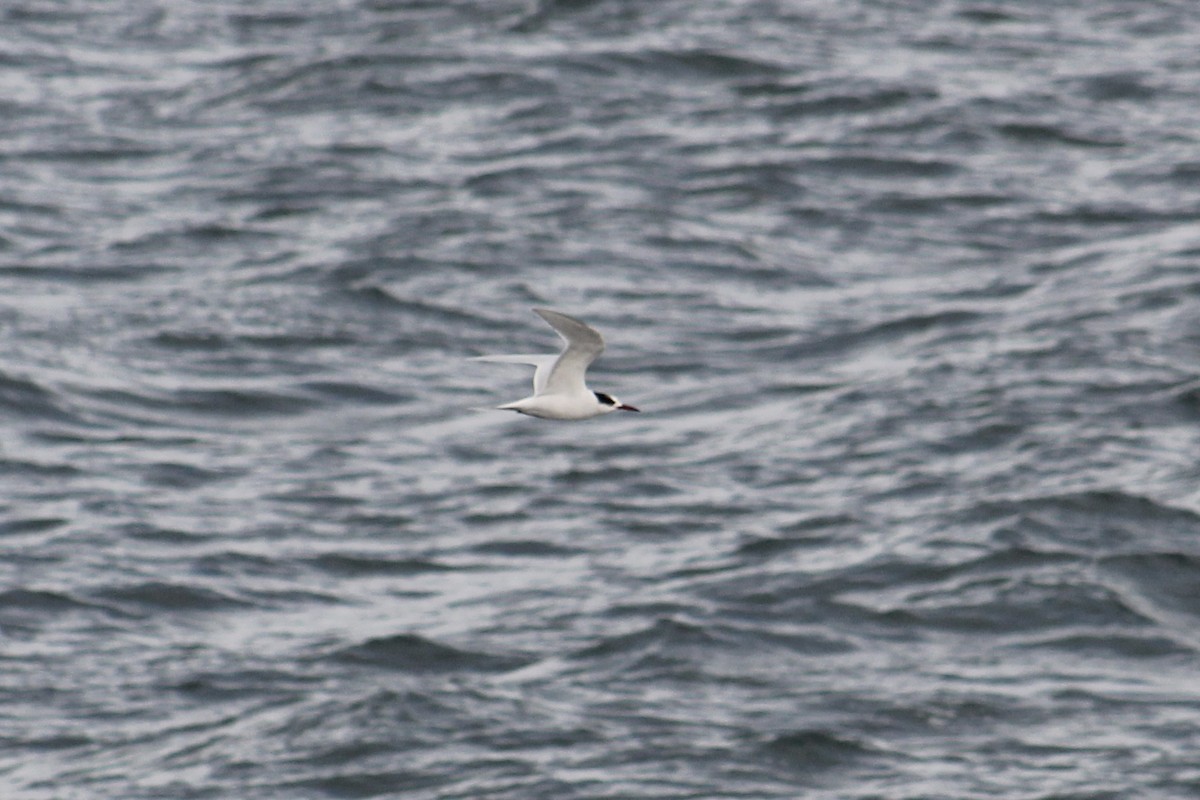 South American Tern - ML591603561