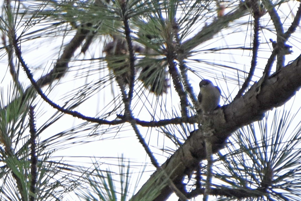 Brown-headed Nuthatch - ML591603761