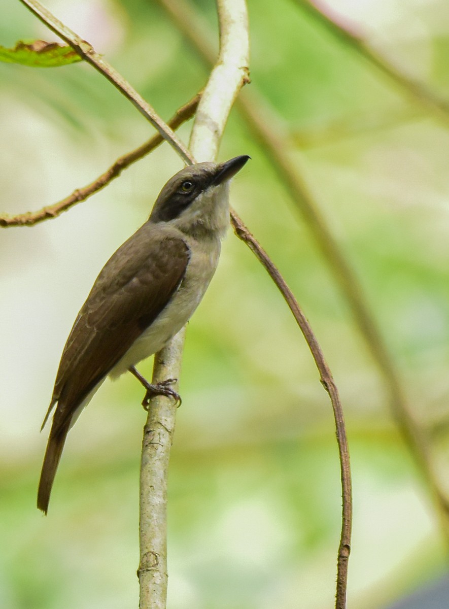 Large Woodshrike - Siddhanta Kumar Mohanta