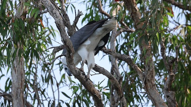 White-bellied Sea-Eagle - ML591603991