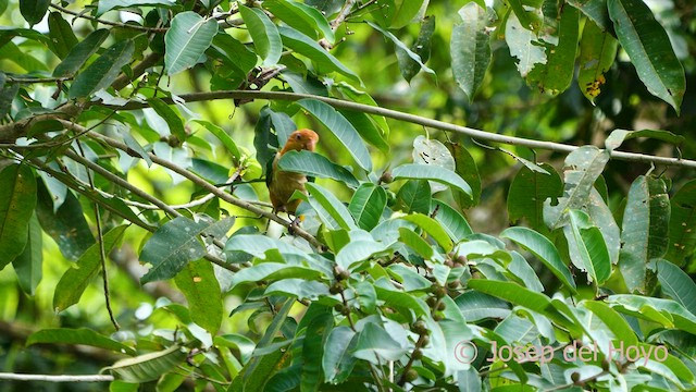 White-bellied Parrot - ML591604461