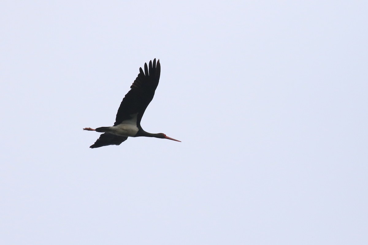 Black Stork - ML591604681