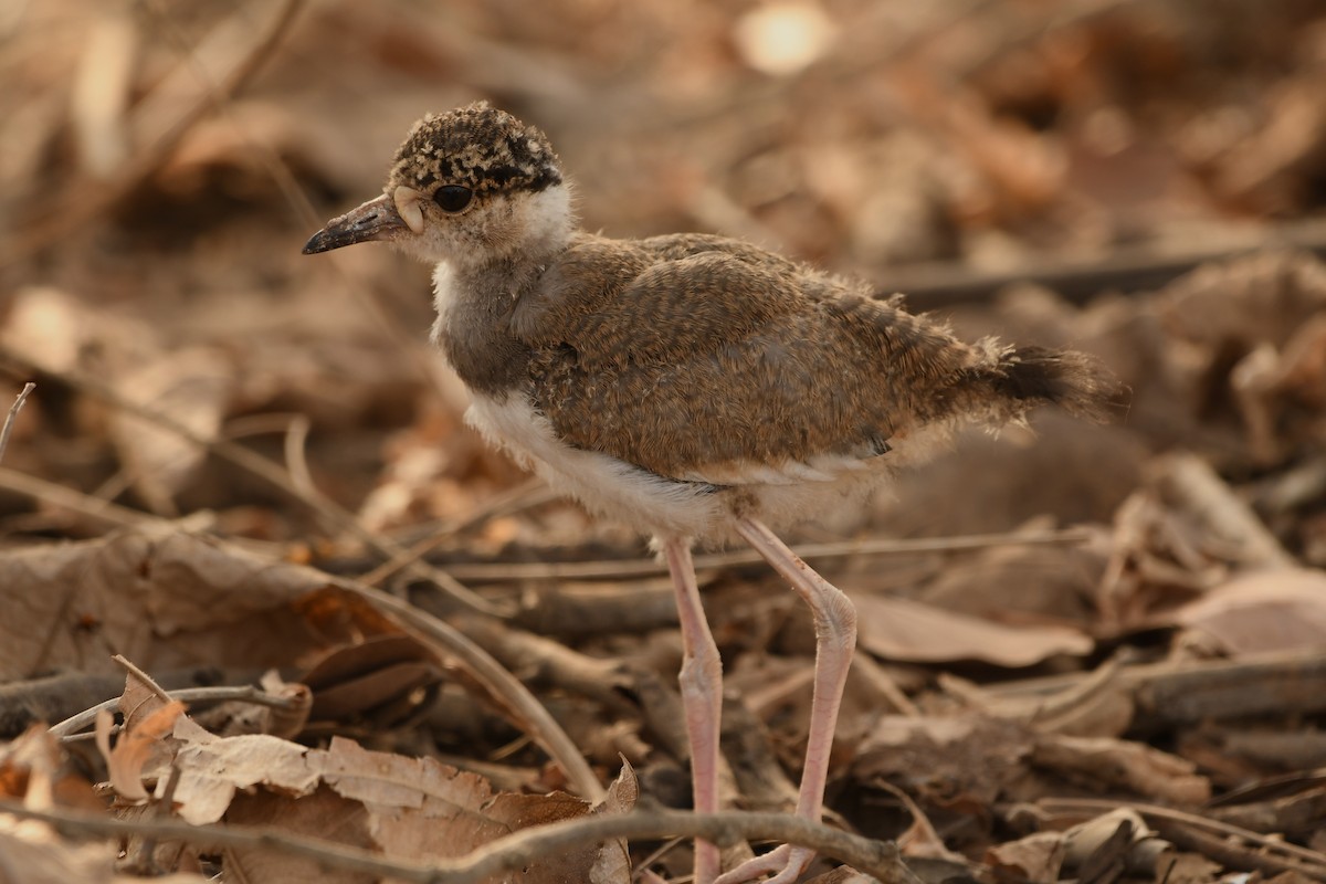 Yellow-wattled Lapwing - ML591605331