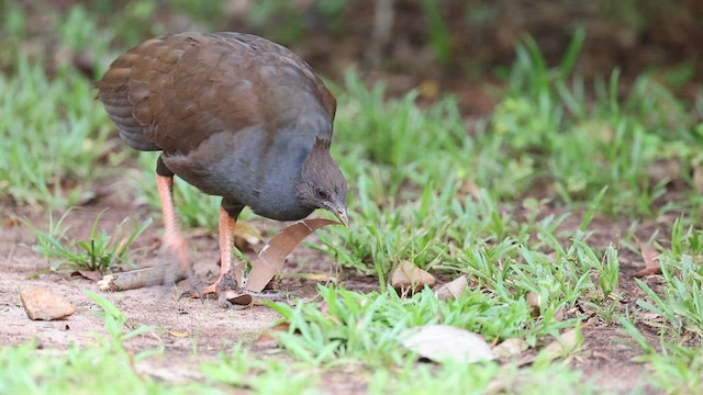 Rotbein-Großfußhuhn - ML591605581