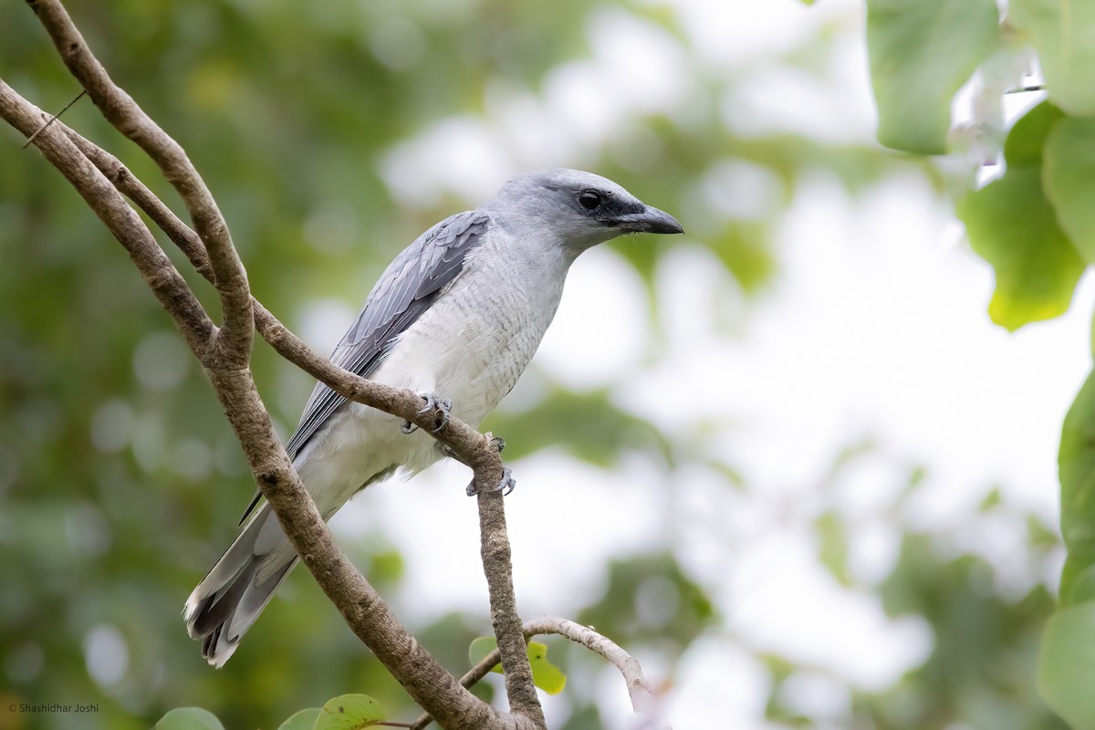 Indian Cuckooshrike - Shashidhar Joshi
