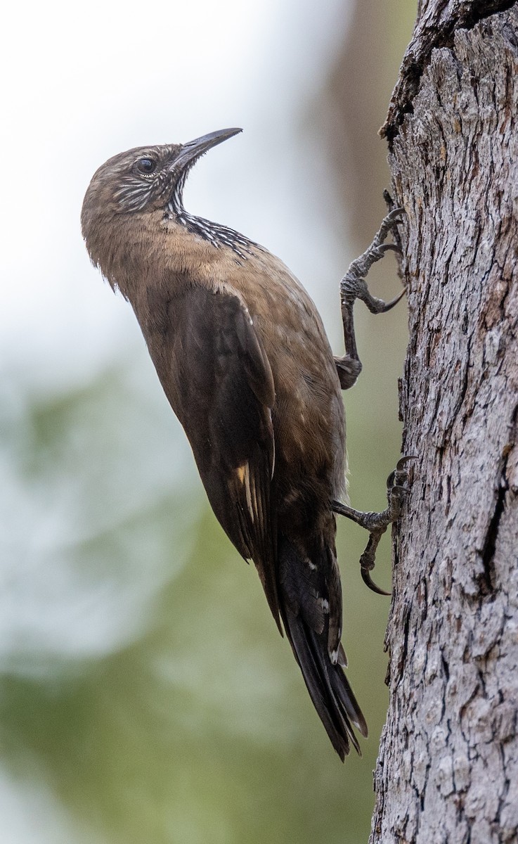 Black-tailed Treecreeper - ML591607191