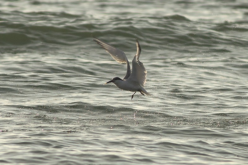 Sandwich Tern - ML591607731