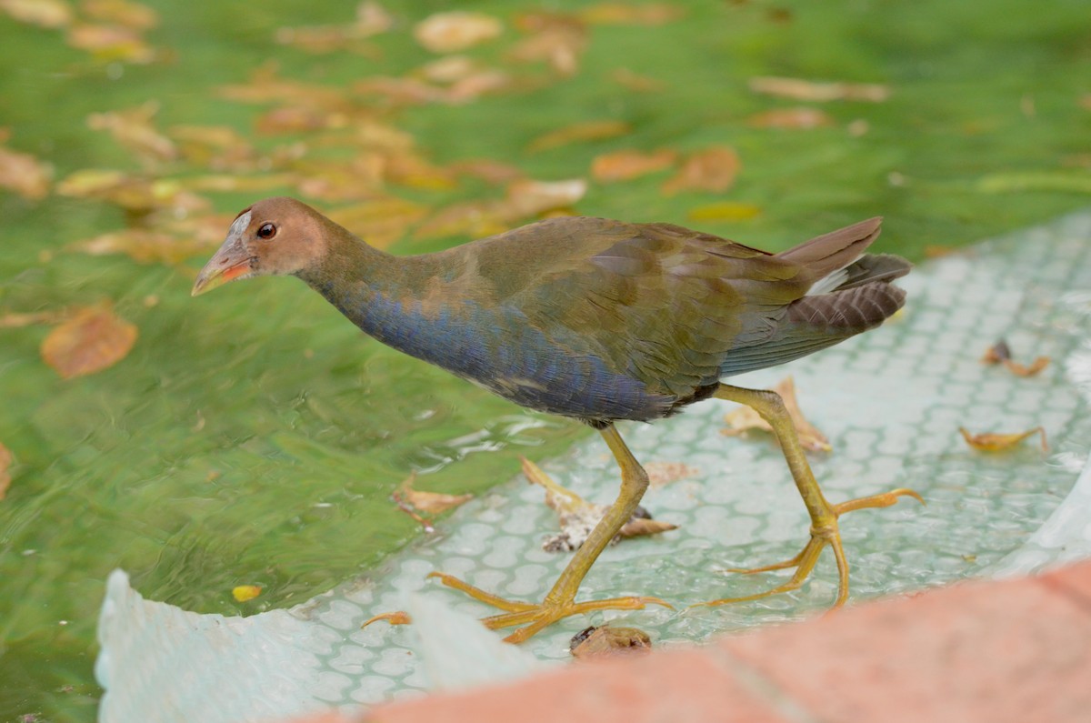 Purple Gallinule - ML591608571