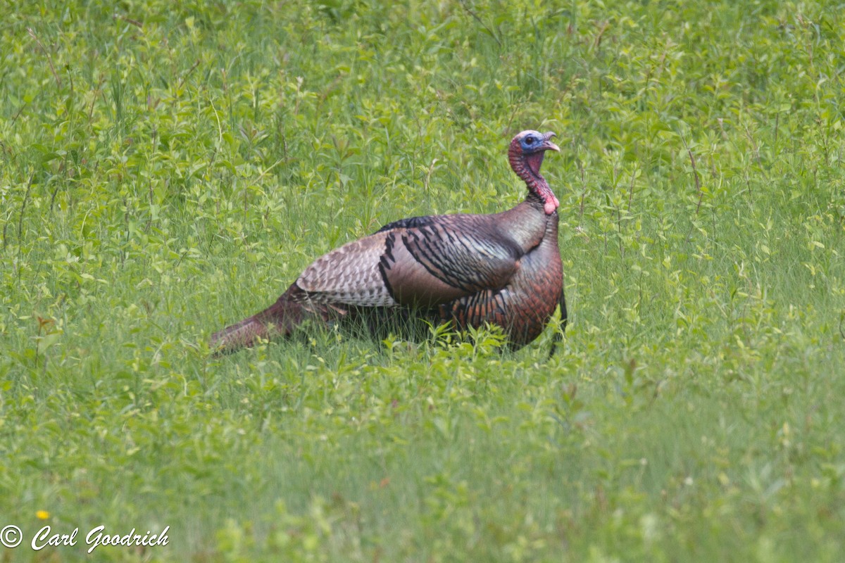 Wild Turkey - ML59160871