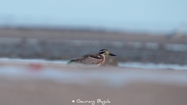 Great Thick-knee - ML591610241