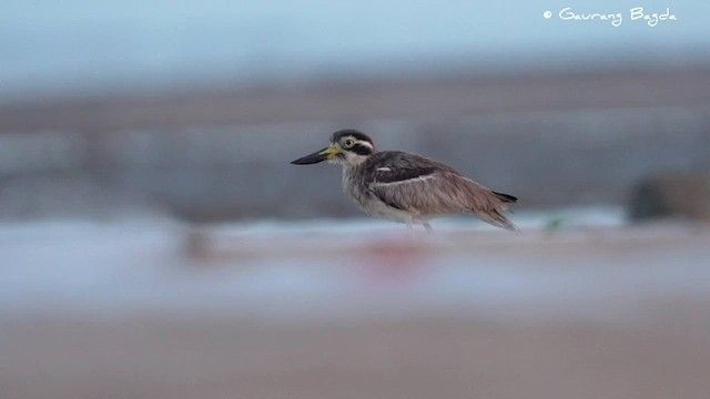 Great Thick-knee - ML591610251