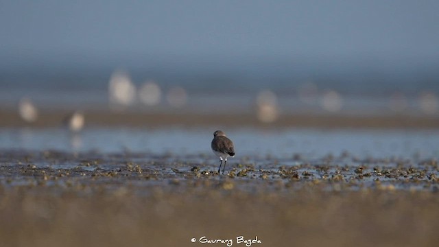 Tibetan Sand-Plover - ML591610321