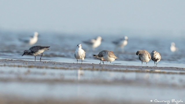 Red Knot - ML591610351