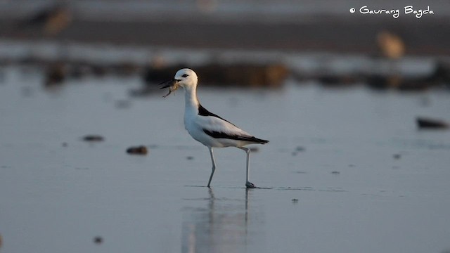 Crab-Plover - ML591610531