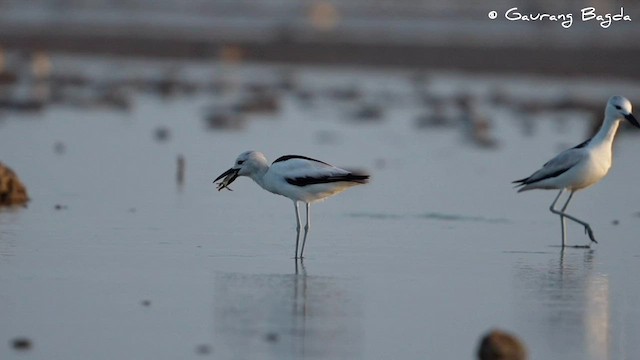 Crab-Plover - ML591610711