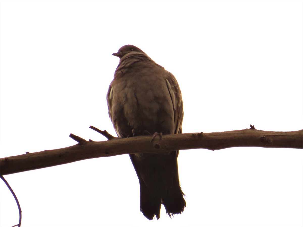 Spot-winged Pigeon - ML591611591