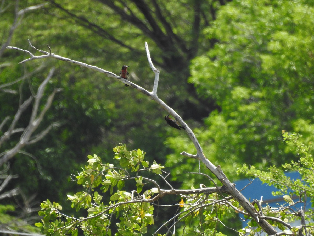 Puerto Rican Woodpecker - ML591612431