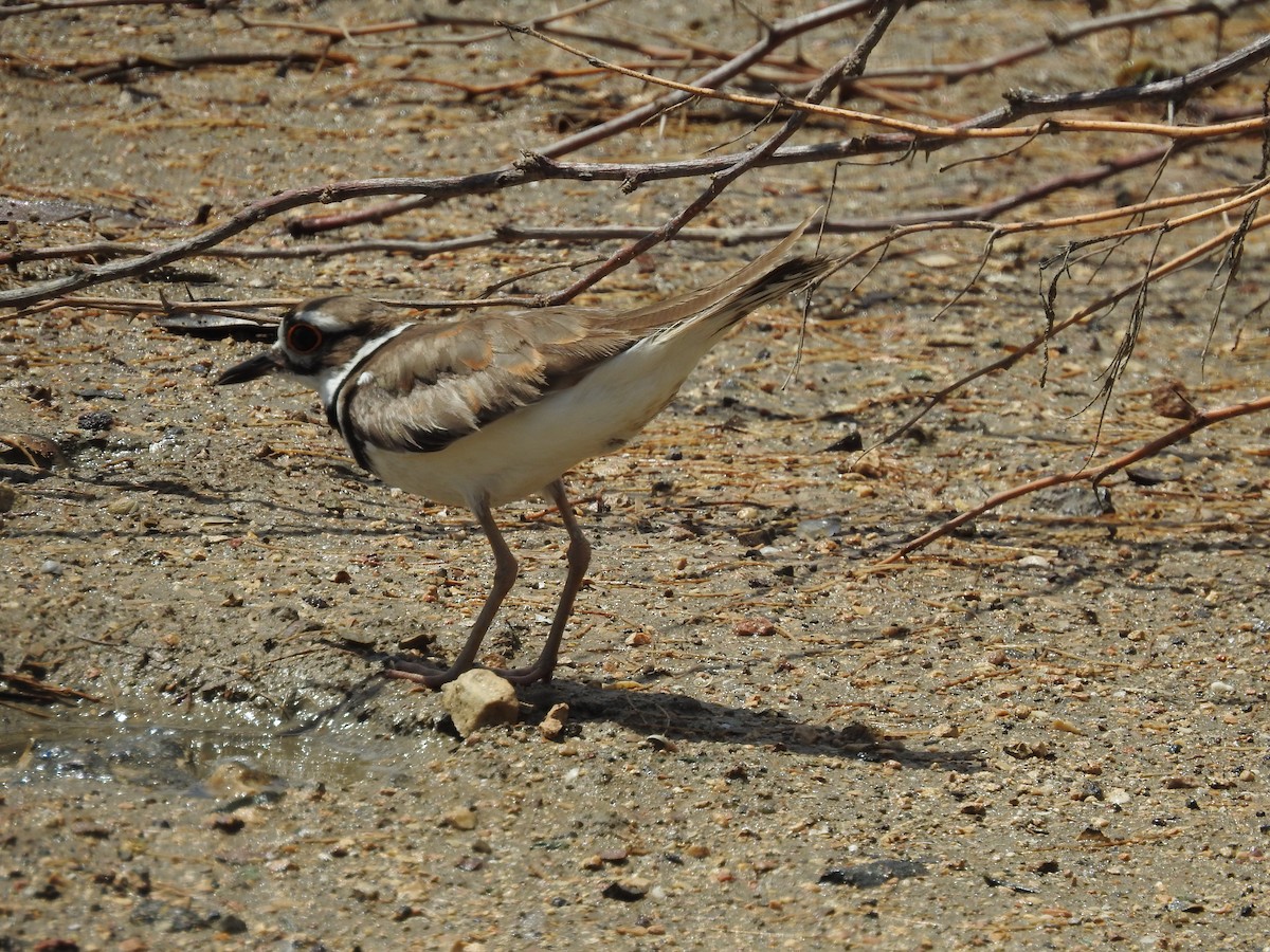 Killdeer - ML591612681