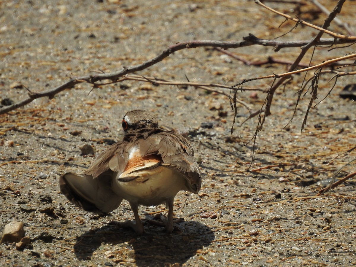 Killdeer - ML591612701