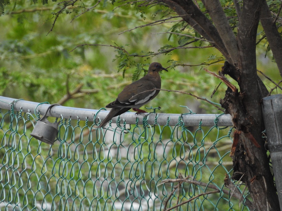 White-winged Dove - ML591612841