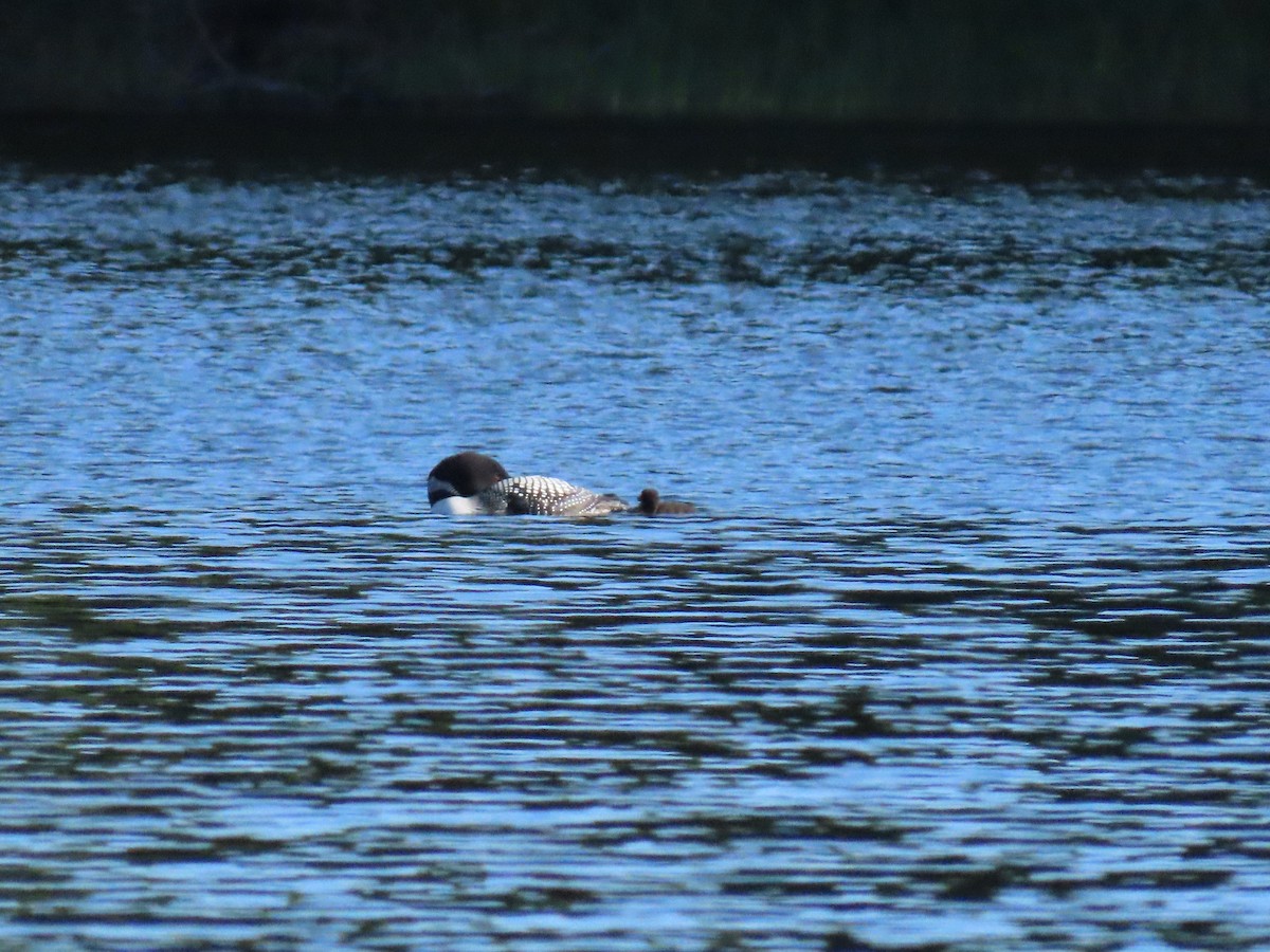 Common Loon - Lynn Hartmann