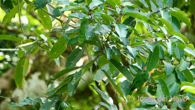 White-bellied Parrot - ML591613261