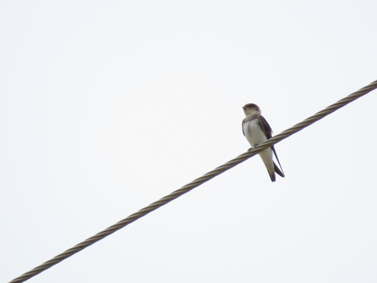 Bank Swallow - ML591613761