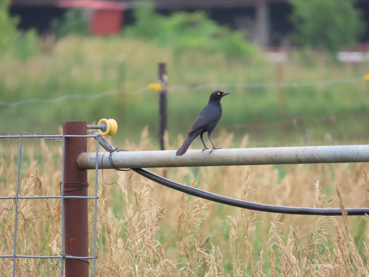 Brewer's Blackbird - ML591613831