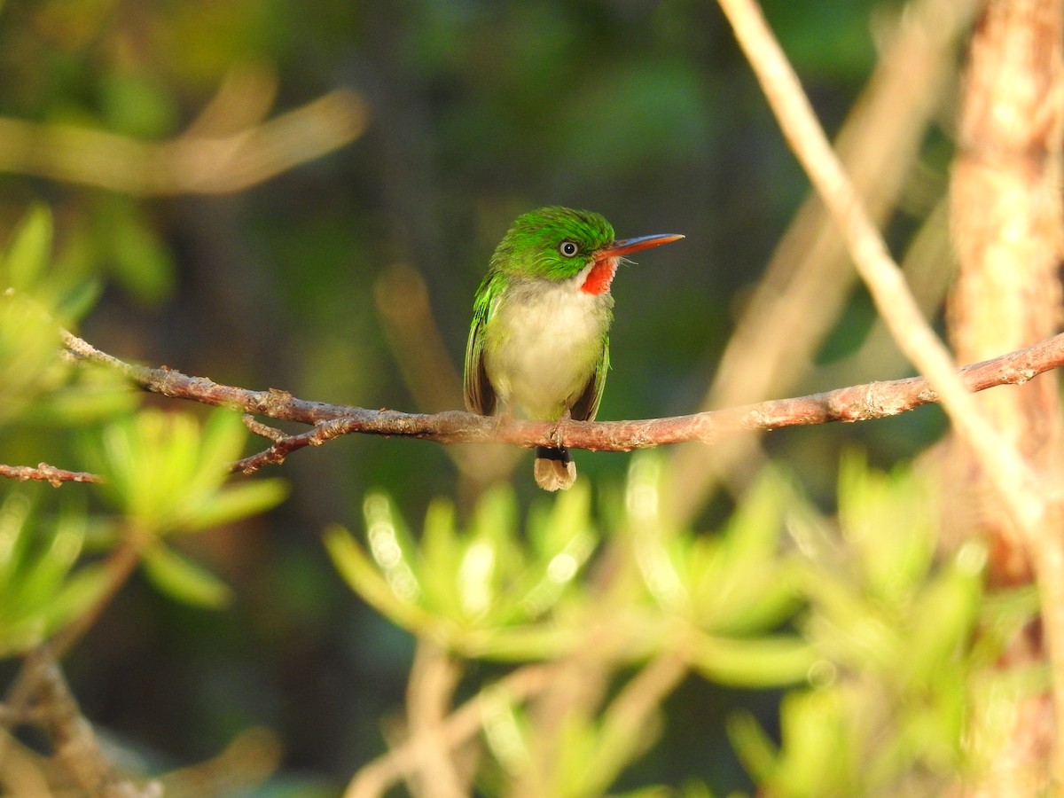 Puerto Rican Tody - ML591614751